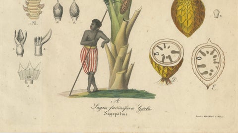 Antique Sago Palm Botanical Print, Copper Engraving, c.1831, close-up 4