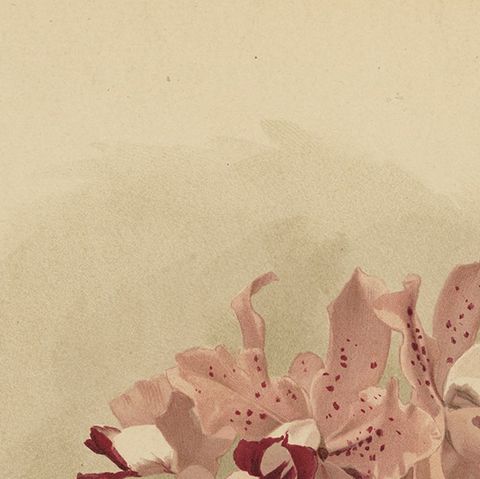 Gorgeous Impressive Large Folio Size Antique Print of an Orchid, 1888, close-up 5