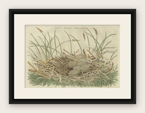 Birds Nest and Eggs of the Eurasian Bittern or Great Bittern, 1770, shown framed