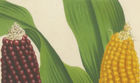Vibrant Varieties: Showcasing Red and Yellow Maize in Botanical Art, c. 1875, close-up 1