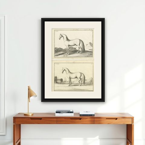 Set of 2 Antique Horse Prints: l'Arabe & Le Barbe, 1739, shown framed on a wall