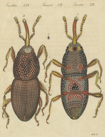 Grain Weevil Magnified Under the Microscope, Antique Bertuch Print, circa 1815