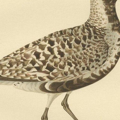 Antique Bird Print of the Grey Plover by Von Wright, 1929, close-up 2