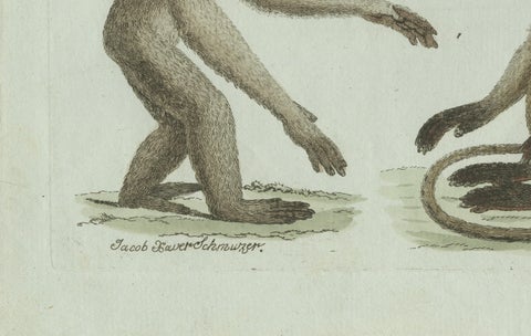 Original Antique Print of Three Monkeys by Bertuch, circa 1805, close-up 2