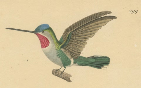 Ornithological Illustration of Hummingbirds by N.Huet and J.G.Prêtre, 1838, close-up 3