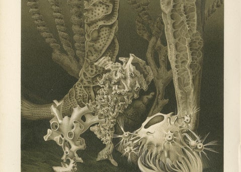 Glass Sponges, Deep-Sea Marine Life, Royal Natural History, 1896, close-up 3