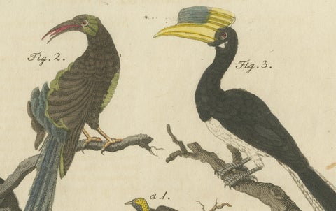 Original Antique Print of Toucan, Hornbill and Birds of Paradise, 1790, close-up 4