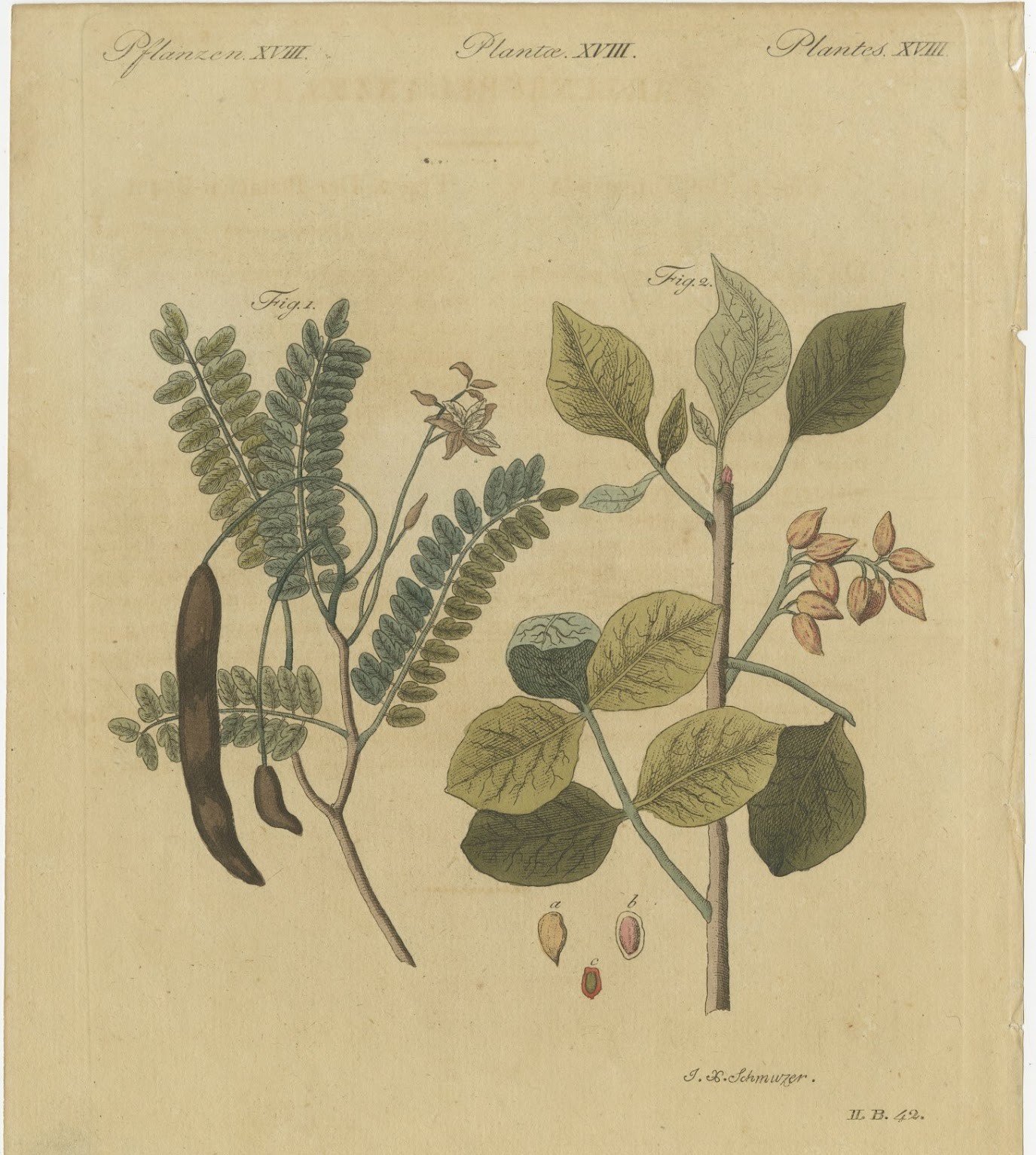 Tamarind and Pistachio Nut Tree, Antique Bertuch Print, circa 1805