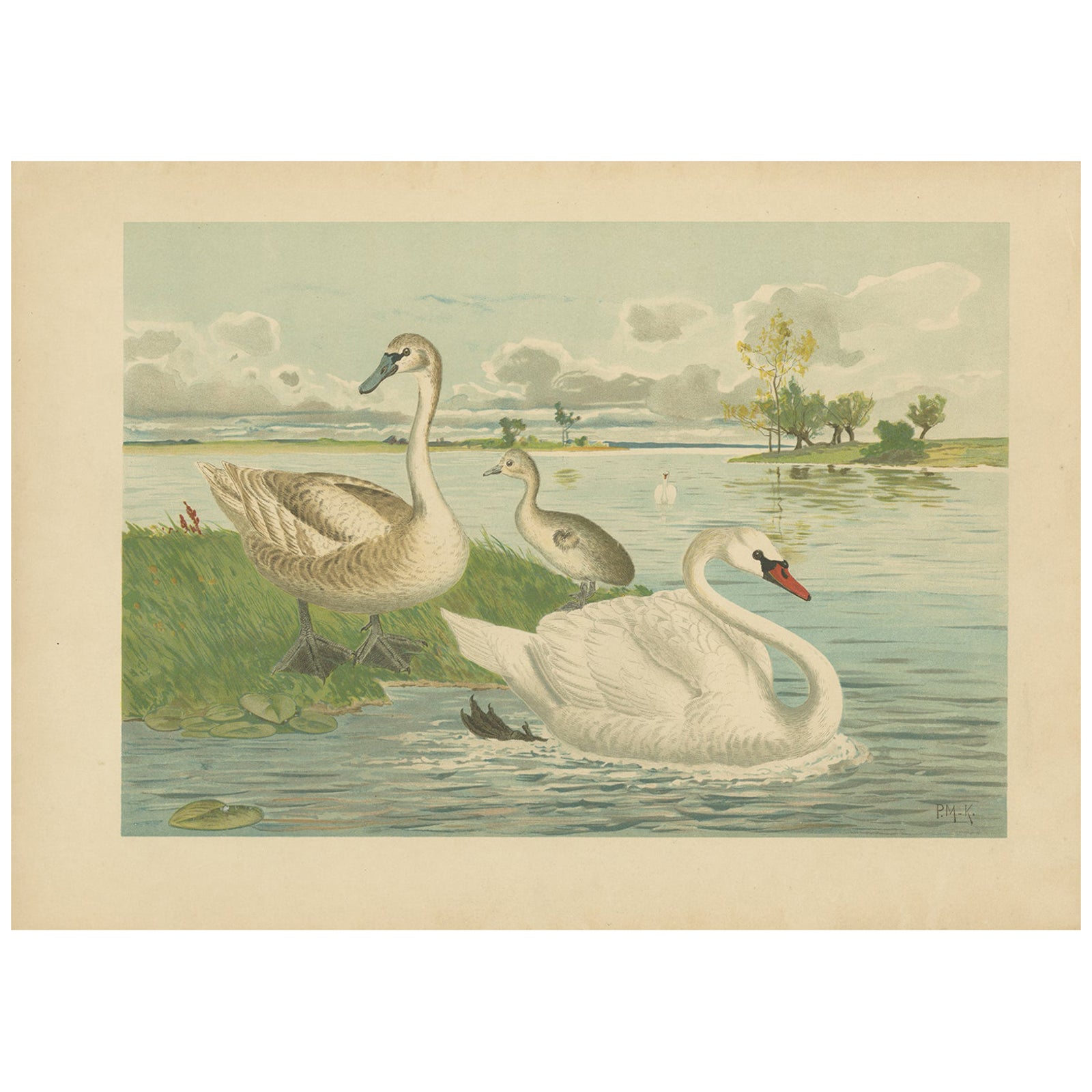 Swans on a Quiet Lake, Graceful Antique Bird Chromolithograph c.1880