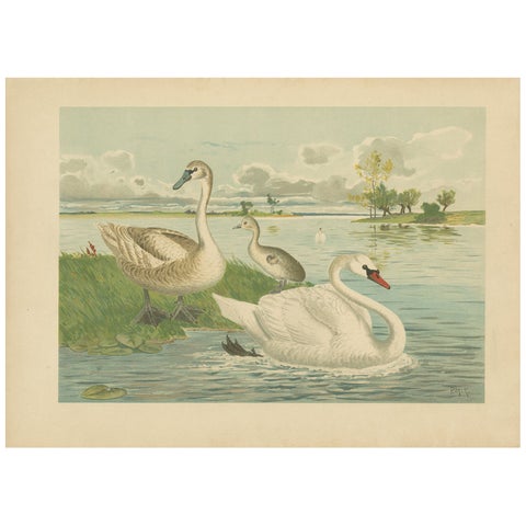 Swans on a Quiet Lake, Graceful Antique Bird Chromolithograph c.1880