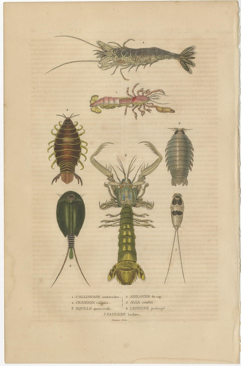 Antiquarian Handcolored Aquatic & Insect Engravings, 1845, view 3