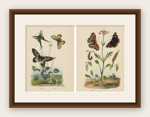 Pair of French Butterfly Engravings with Caterpillars by E. Guérin, 1835, shown framed