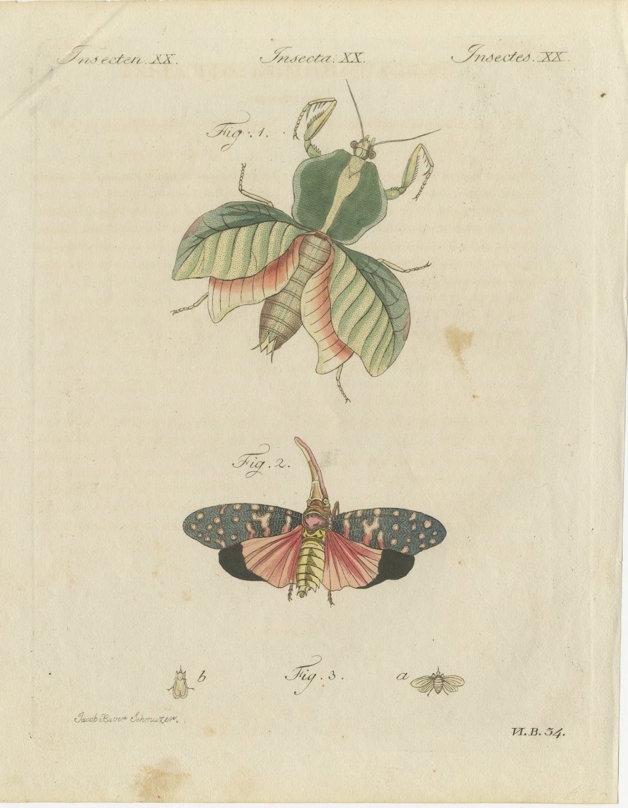 Walking Leaf and Chinese Lantern Fly, Antique Bertuch Print, Vienna, circa 1805