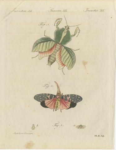 Walking Leaf and Chinese Lantern Fly, Antique Bertuch Print, Vienna, circa 1805