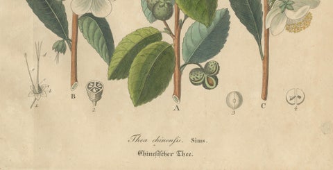 Antique Botanical Print of Thea Chinensis, Hand Colored, c.1831, close-up 3