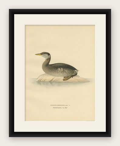 Antique Bird Print of a Young Red-Necked Grebe by Von Wright, 1929, shown framed
