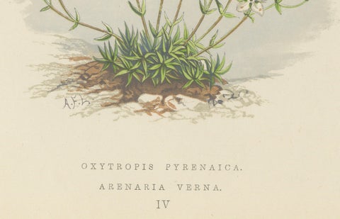 Pyrenean Oxytrope and Spring Sandwort, Hand-Coloured Botanical Print, 1874, close-up 2