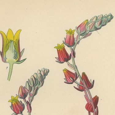 Botanical Succulent Prints: Sedum Spectabile & Sieboldii, Cotyledon Secunda 1897, close-up 1