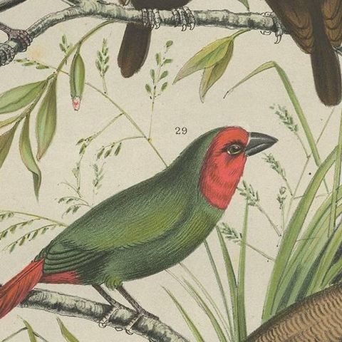 Antique Bird Print of the Maja Finch, Black-Headed Finch and Firetail (1886), close-up 2