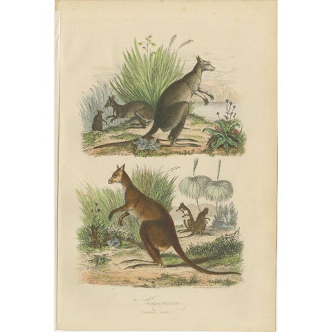 Decorative Antique Handcolored Print of Two Kangaroos in Australia, 1854, view 2