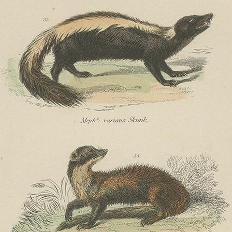 Pl. 10 Antique Print of a Skunk, Martin and Otter by Richardson 'circa 1860', close-up 2