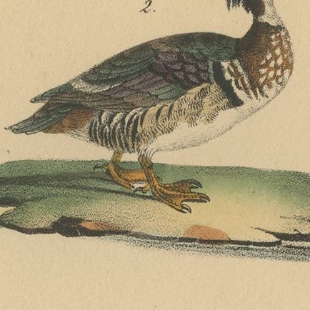 Pl. 178 Antique Bird Print of a Crested Duck & Wood Duck by Lejeune 'c.1830', close-up 1
