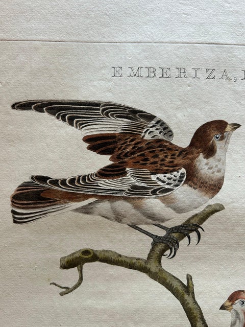 Emberiza nivalis, Antique Snow Bunting Print by Nozeman & Sepp, 1809, view 5
