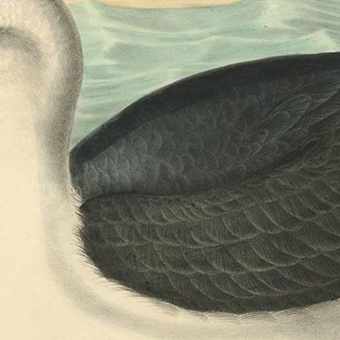 Antique Bird Print of a Yellow-Nosed Albatros Made After D.G. Elliot, 1869, close-up 2