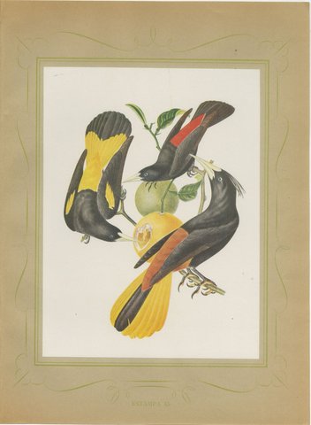 Orioles and Caciques, Brazilian Bird Print, Descourtilz, 1944, view 2