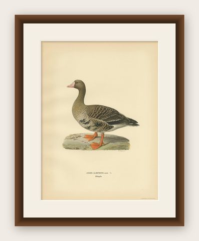Antique Bird Print of the White-Fronted Goose by Von Wright '1929', shown framed
