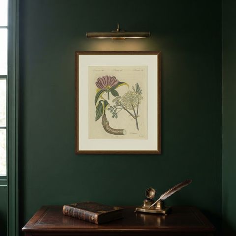 Galbanum and Hungarian Gentian, Antique Bertuch Print, circa 1805, shown framed on a wall