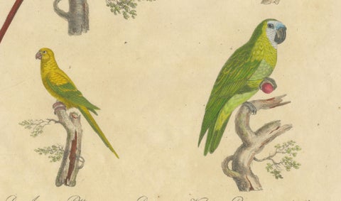 Macaw, Cockatoo & Amazon Parrots, Brodtmann Hand-Colored Lithograph, 1816, close-up 4