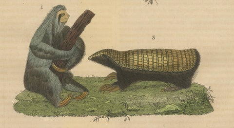 Antique Animal Engraving with Sloth, Armadillos and Pangolin, ca.1825, close-up 3