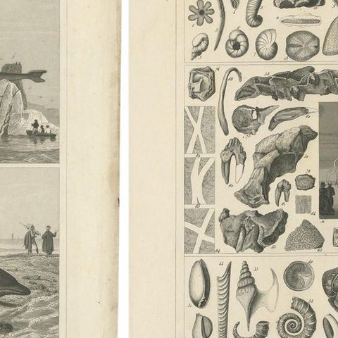 Set of 4 Antique Prints of various Marine Life and Fossils by Heck 'c.1850', close-up 1