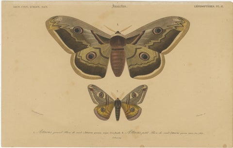 Antique Hand-Colored Moth and Butterfly Prints - Rare 19th-Century Illustrations, view 2