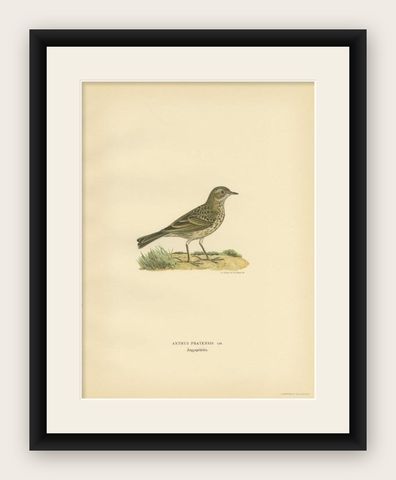 Decorative Antique Bird Print of the Meadow Pipit, 1927, shown framed