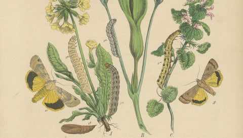 Owl Moths: Lover's Knot and Heart and Dart Lithograph by Kirby, 1882, close-up 2