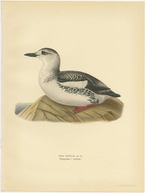 Antique Bird Print of the Guillemot 'Winter' by Von Wright '1929', view 3