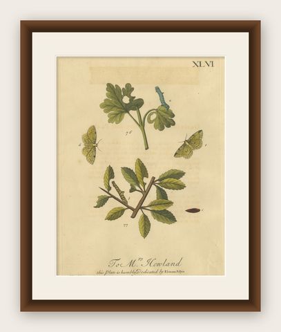 English Moths on Hawthorn, Antique Insect Print by Eleazar Albin, 1720, shown framed