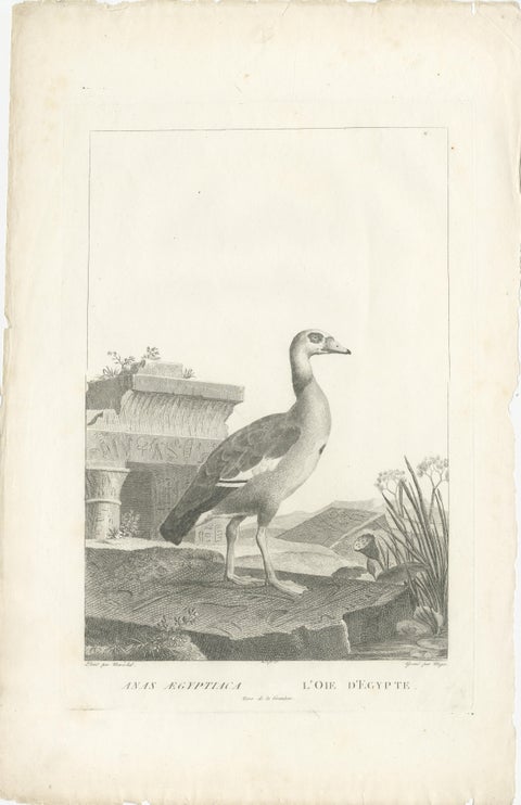 Engraving of Egyptian Goose by Nicolas Maréchal and S.C. Miger, 1808, view 2