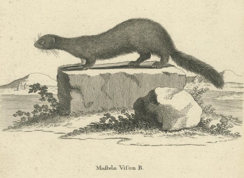 Antique Engraving of a European Mink (Mustela vison B.), Nußbiegel, ca.1800, close-up 2