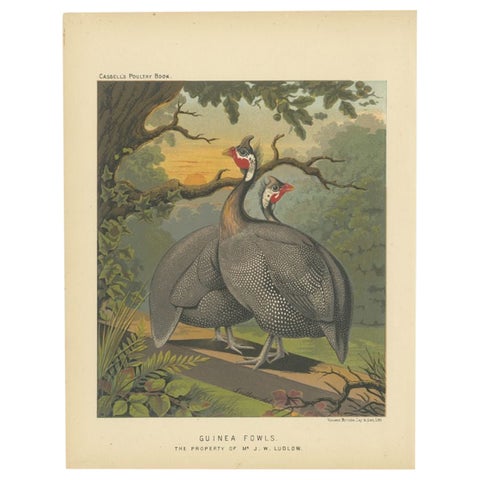 Original Antique Print of a Guineafowl Bird, c.1880