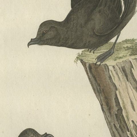 Antique Hand-Coloured Bird Print of the European Storm Petrel, 1797, close-up 2