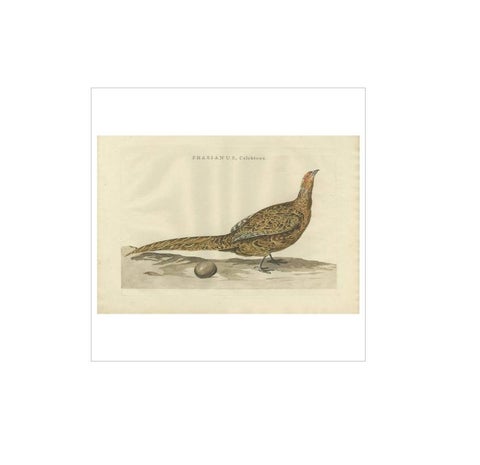 Antique Bird Print of the Common Pheasant by Sepp & Nozeman, 1789, view 4