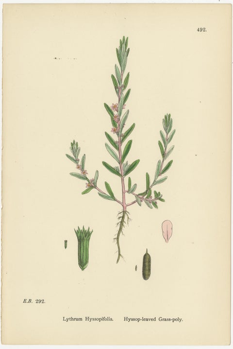 Botanical Engravings of Purple Loosestrife, Grass-Poly and Water-Purselane, 1902, view 3