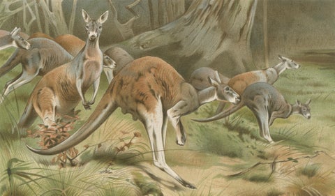 Red Kangaroo, Antique Australian Wildlife Chromolithograph, 1894, close-up 2