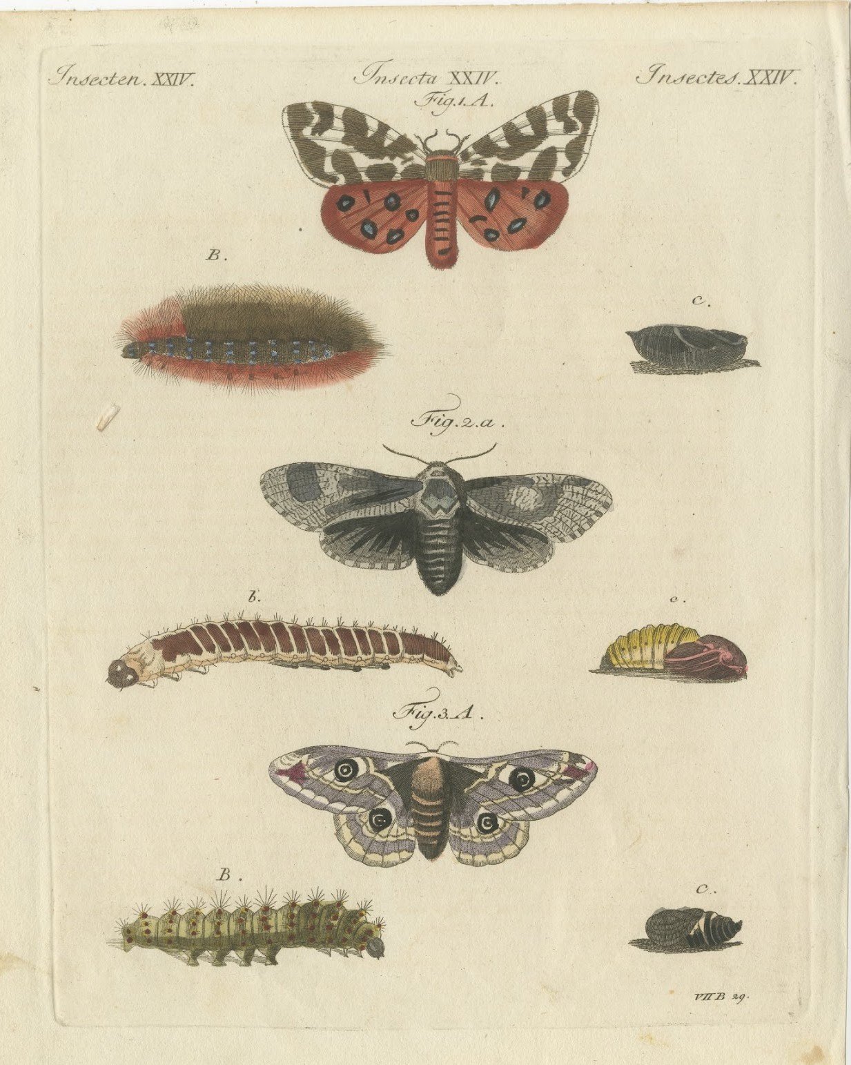 Garden Tiger Moth and Emperor Moth, Antique Bertuch Print, Vienna, circa 1805