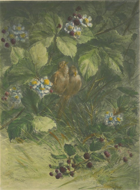 Sparrows Amidst Blackberry Bushes - Vintage Giacomelli Ornithological Print, close-up 2