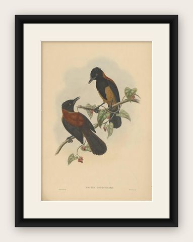 Antique Bird Print of the Aru-Island Wood-Shrike by J. Gould, circa 1875, shown framed