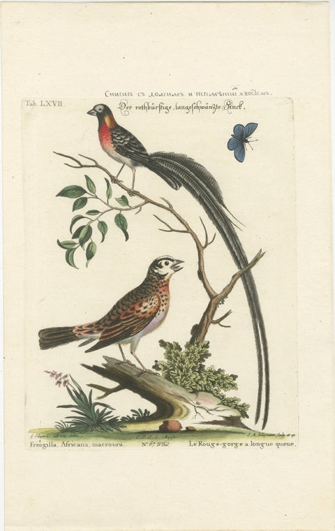 The Long-tailed African Finch and Blue Butterfly Original Old Handcoloring, 1749, view 2